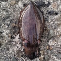 モンゴウイカ