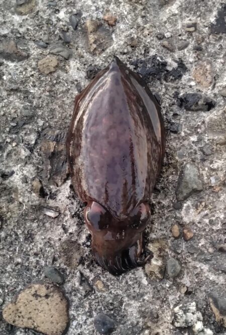 モンゴウイカ