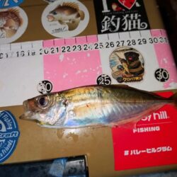ジグ単で数釣り