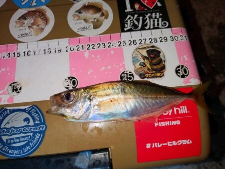 ジグ単で数釣り