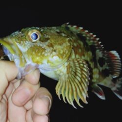ロックフィッシュ釣行