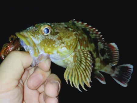 ロックフィッシュ釣行