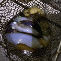 深夜のティップラン