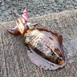 遠征釣行　2日目