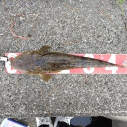 メッキとマゴチが釣れました!