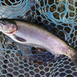 大物はみんな逃げていった ～平谷湖フィッシ…