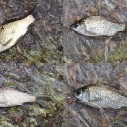 小鮒釣りに癒される