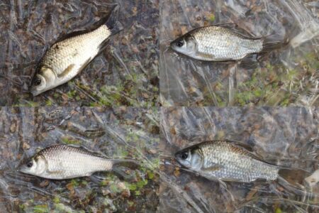 小鮒釣りに癒される
