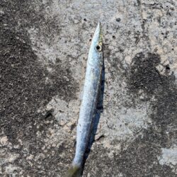 カマス釣り