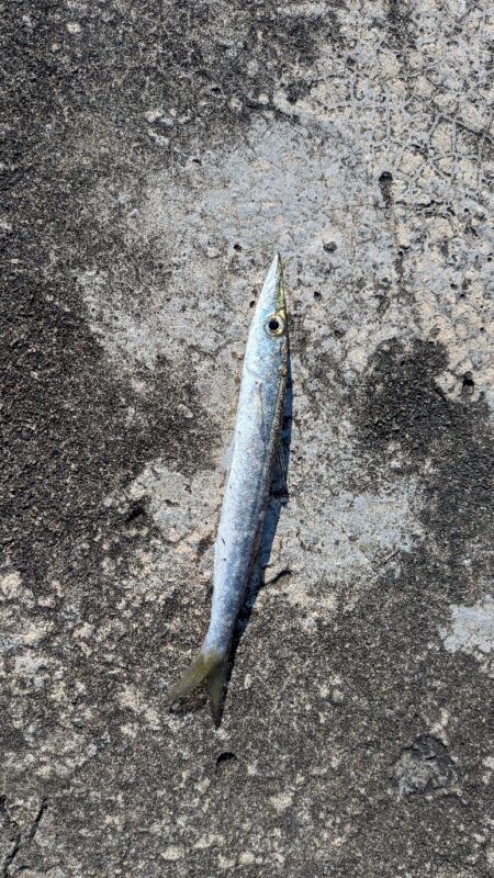 カマス釣り