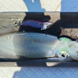 秋イカ釣りたい・・・