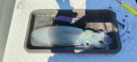 秋イカ釣りたい・・・