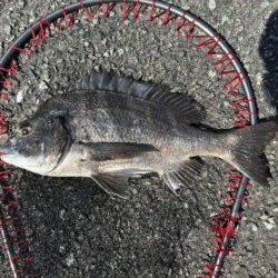 イチノ兄弟、釣果!