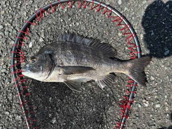 イチノ兄弟、釣果!