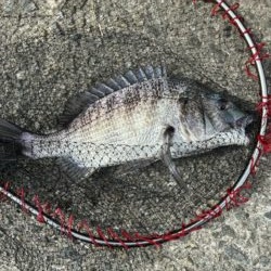 イチノ兄弟、釣果！