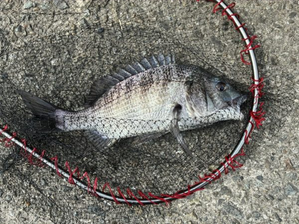 イチノ兄弟、釣果！
