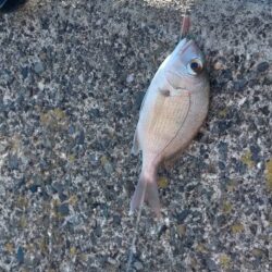 五目釣り、まだまだ小さかったカワハギ