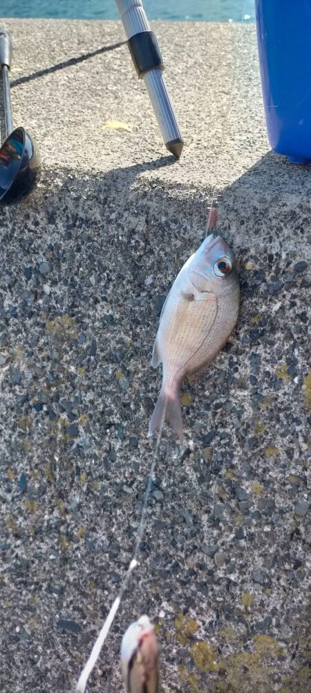 五目釣り、まだまだ小さかったカワハギ
