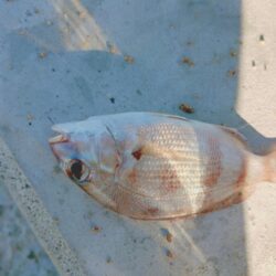 カワハギ釣り