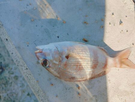 カワハギ釣り