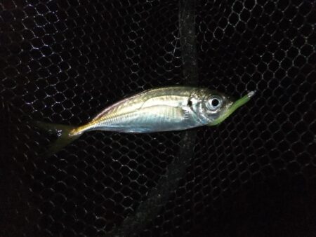 やっとアジ戻ってきました