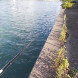 チヌ落とし込み釣り　真チヌ３枚