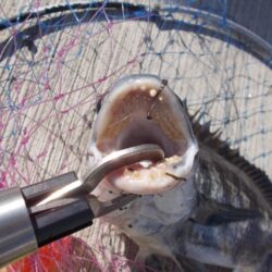 落とし込み釣りで真チヌ　４枚