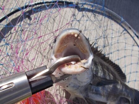 落とし込み釣りで真チヌ　４枚