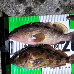 ぶっこみ釣りでチヌの年無し、他