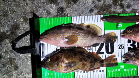 ぶっこみ釣りでチヌの年無し、他
