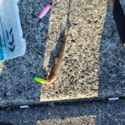 今年初めての太刀魚