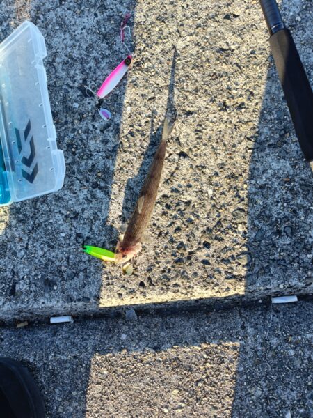 今年初めての太刀魚