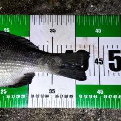淡路島でぶっこみ釣り好調！