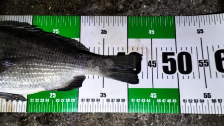 淡路島でぶっこみ釣り好調！