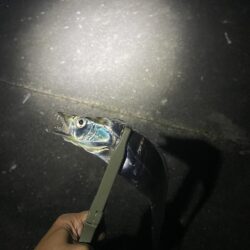 またタチウオ釣行
