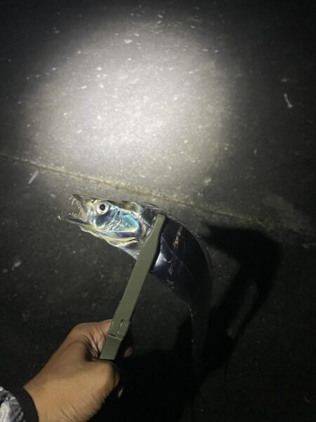 またタチウオ釣行