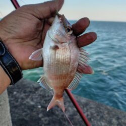 播磨新島のキス釣査７