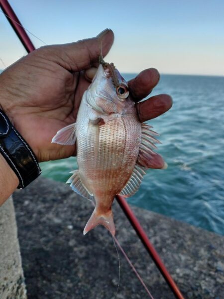 播磨新島のキス釣査７