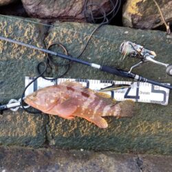 久々おかっぱりで釣れた。しかも良型の高級魚