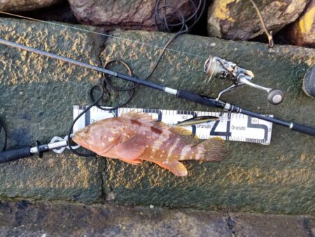 久々おかっぱりで釣れた。しかも良型の高級魚
