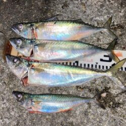 グレ&夜の大サバ釣り