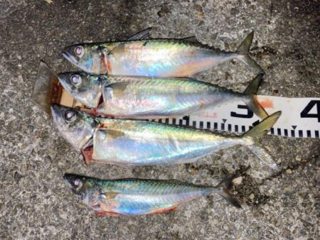グレ＆夜の大サバ釣り