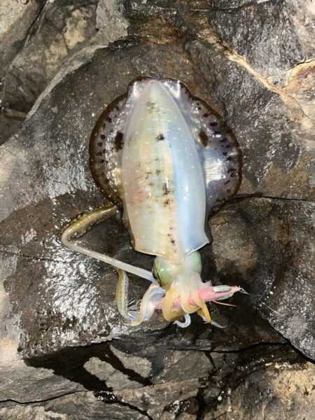 エギング