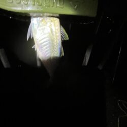 初めてのマゴチ?