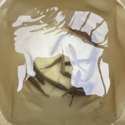ウリボウも厳しい