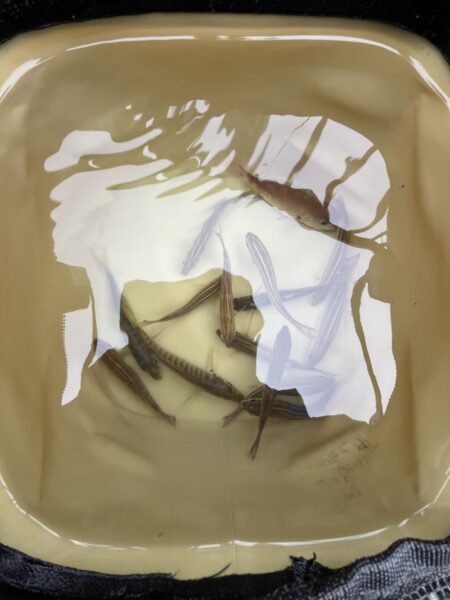 ウリボウも厳しい