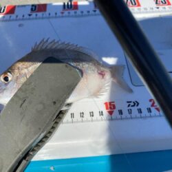 シロギスタ:カワハギ狙いの離島沖堤防