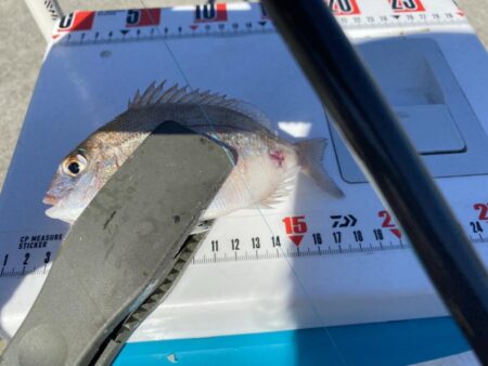 シロギスタ:カワハギ狙いの離島沖堤防