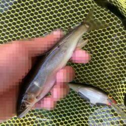 午前は強風で断念…午後から執念の短時間アユイング！(北茨城市)