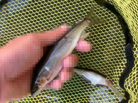 午前は強風で断念…午後から執念の短時間アユイング！(北茨城市)